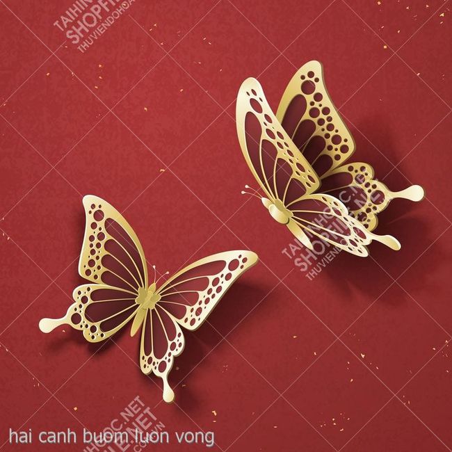 hai canh buom luon vong